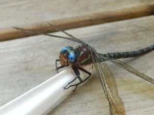 dragon fly