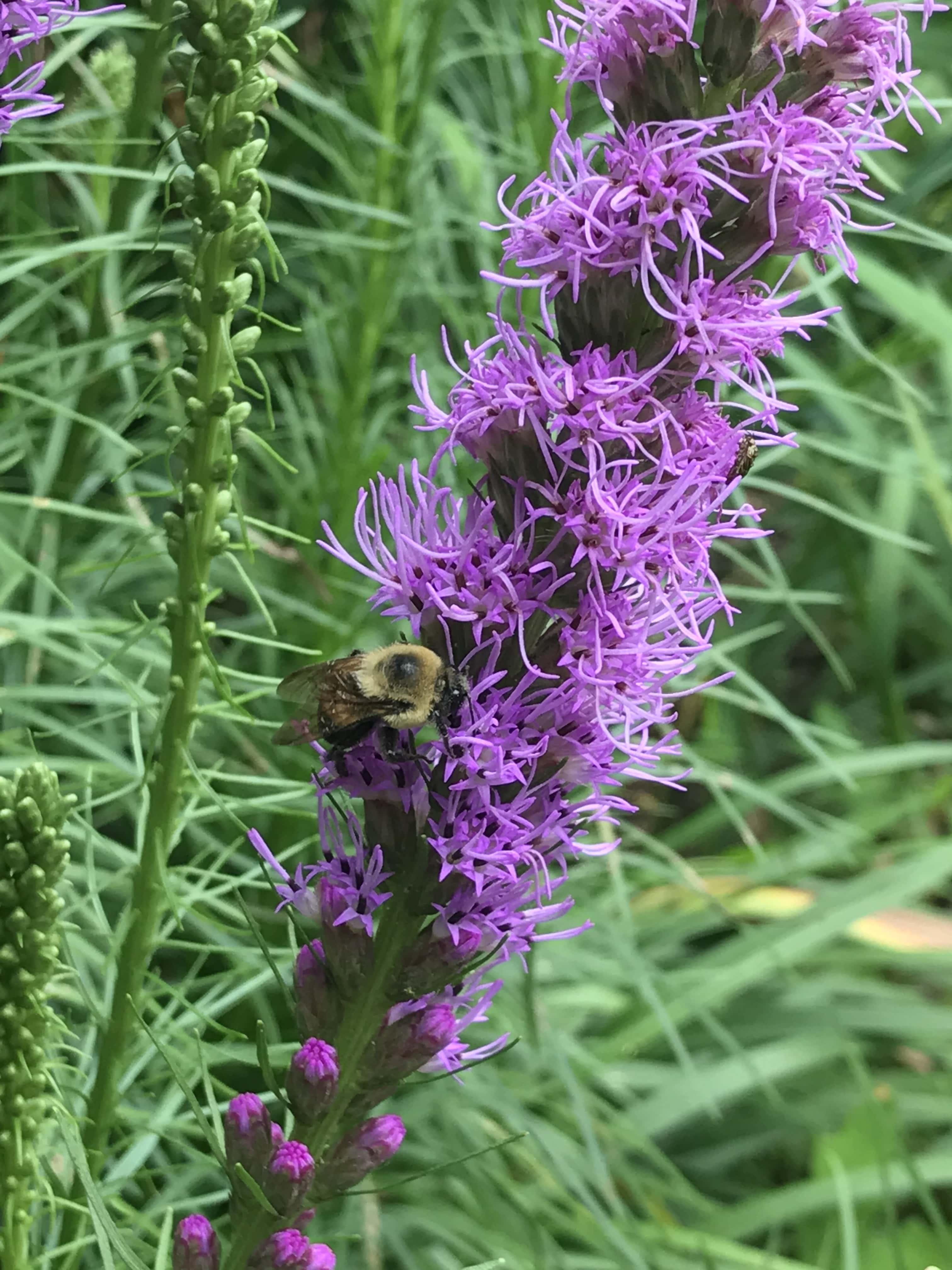 A Blazing Star flower and bee