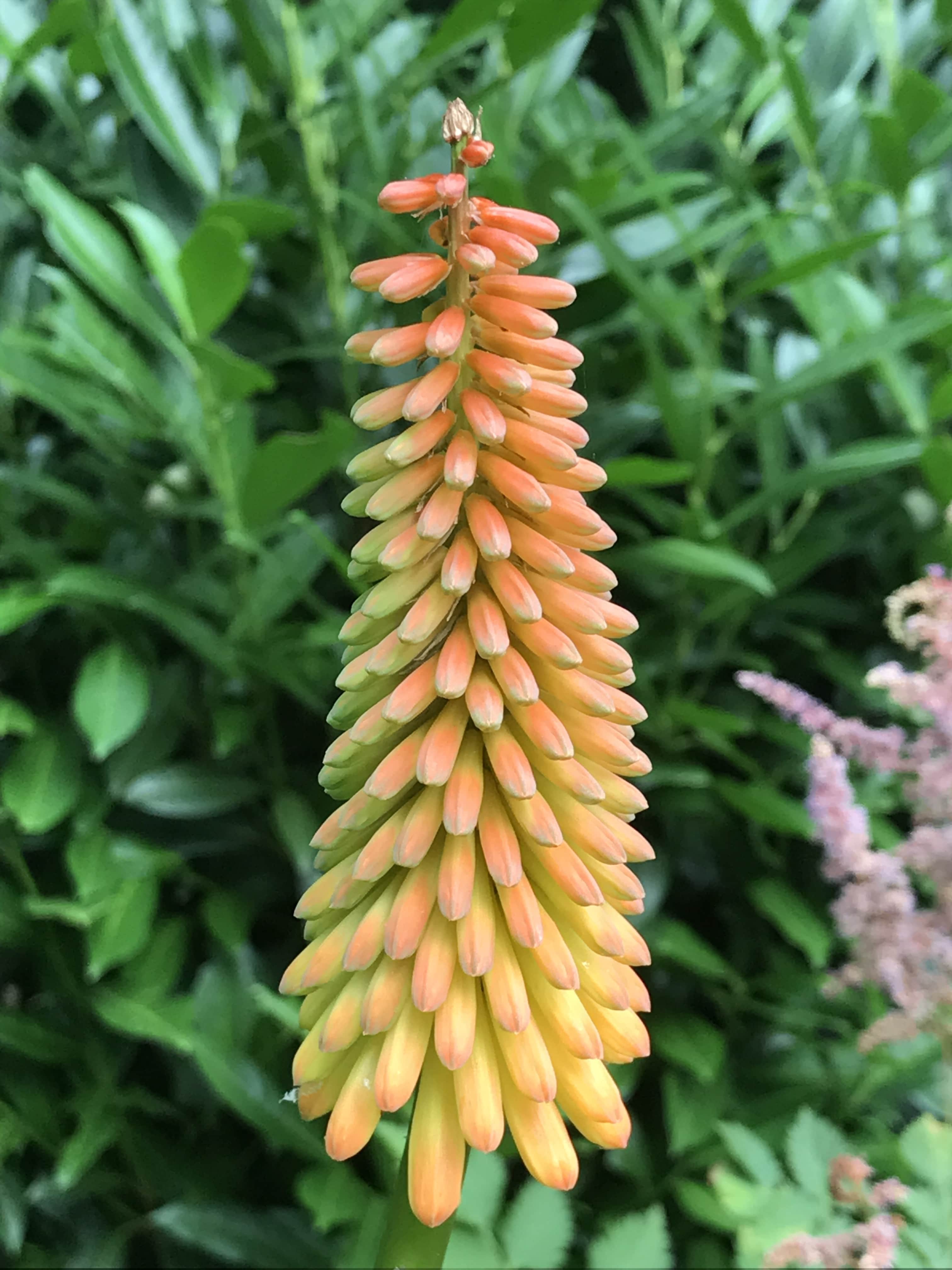 Kniphofia plant