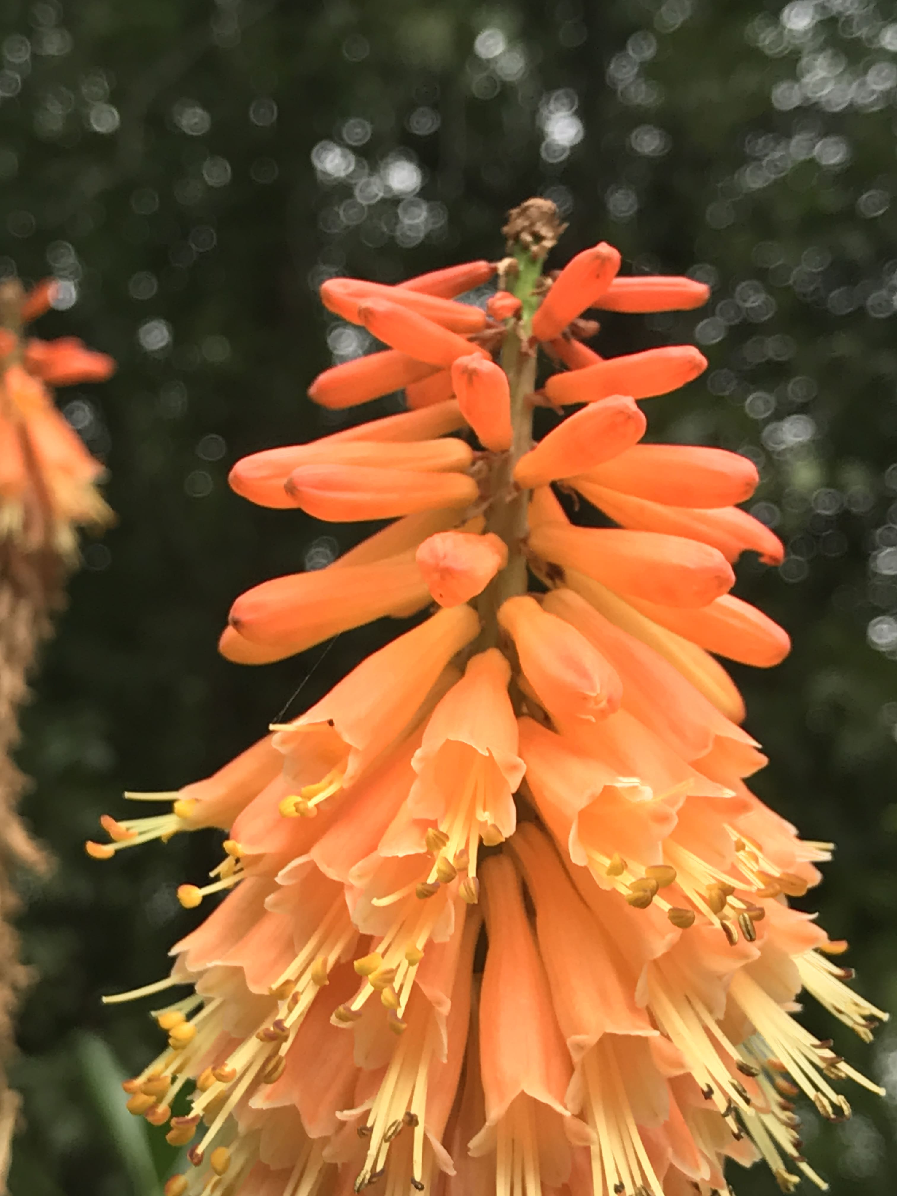 Opening Kniphofia plant