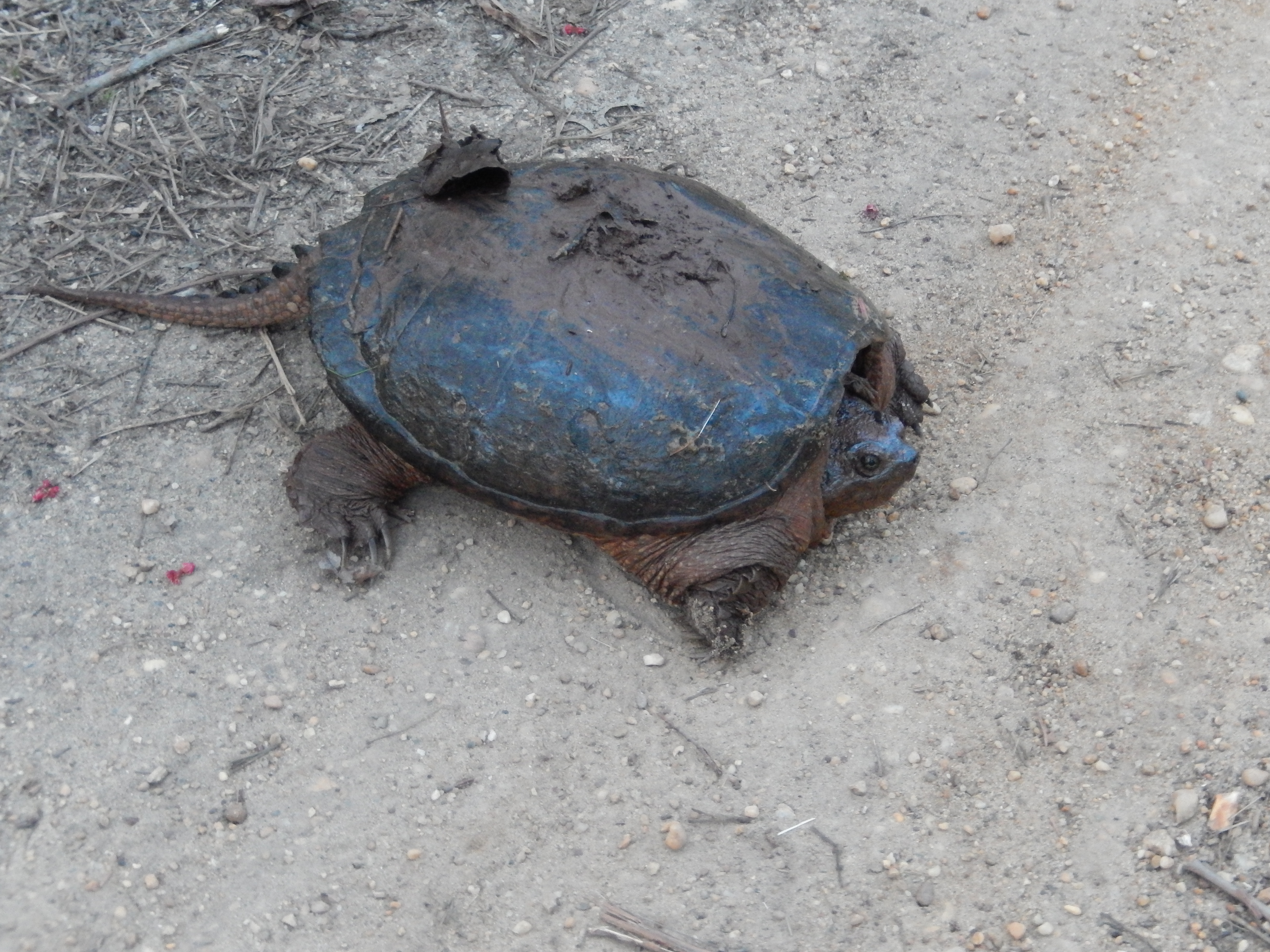 snapping turtle