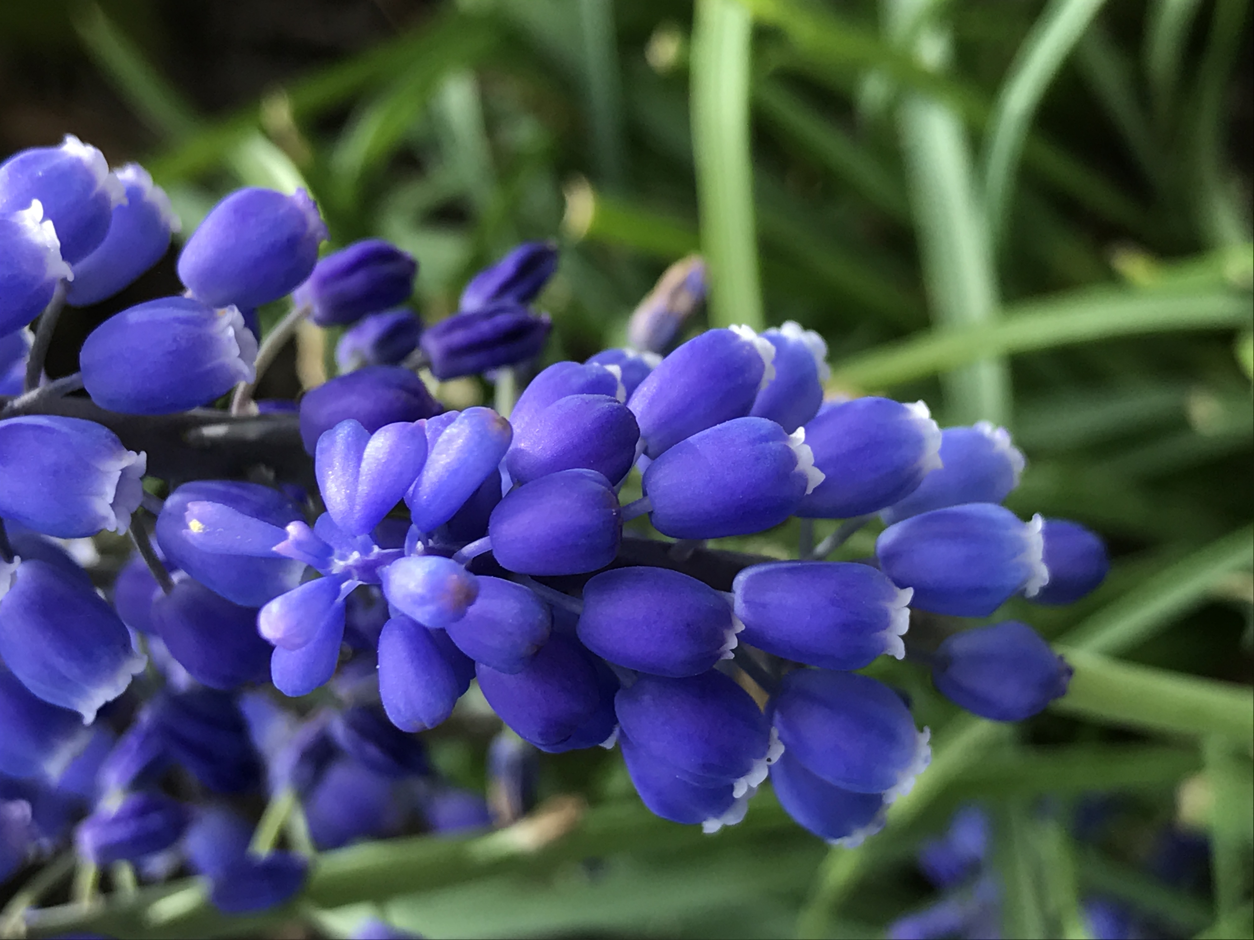 grape hyacinth