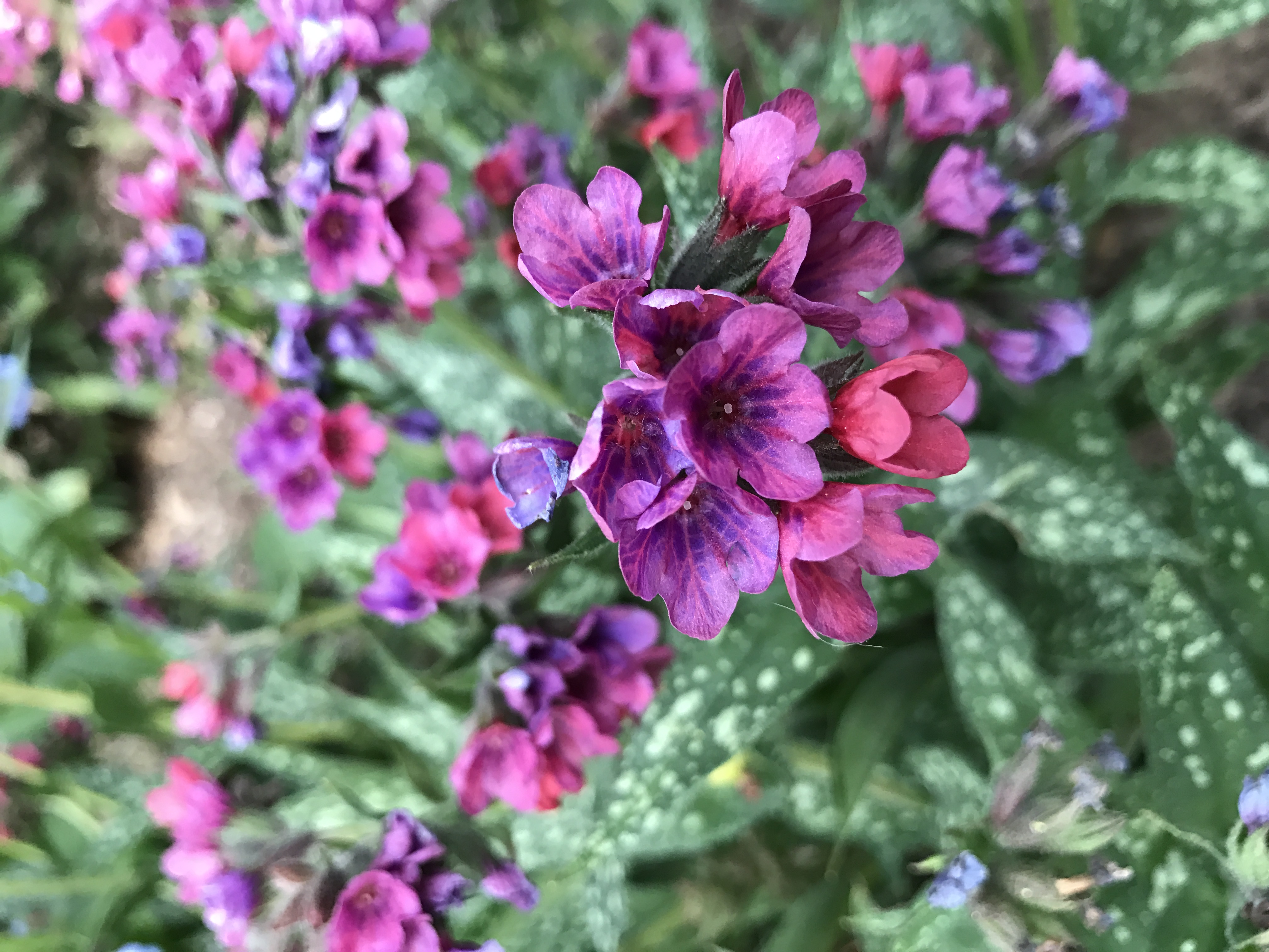 Pulmonaria plant